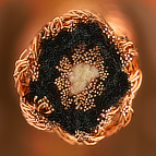 This is a zoomed up cross sectional view of the C-MARC™ Coaxial cable with outer cotton layers removed.